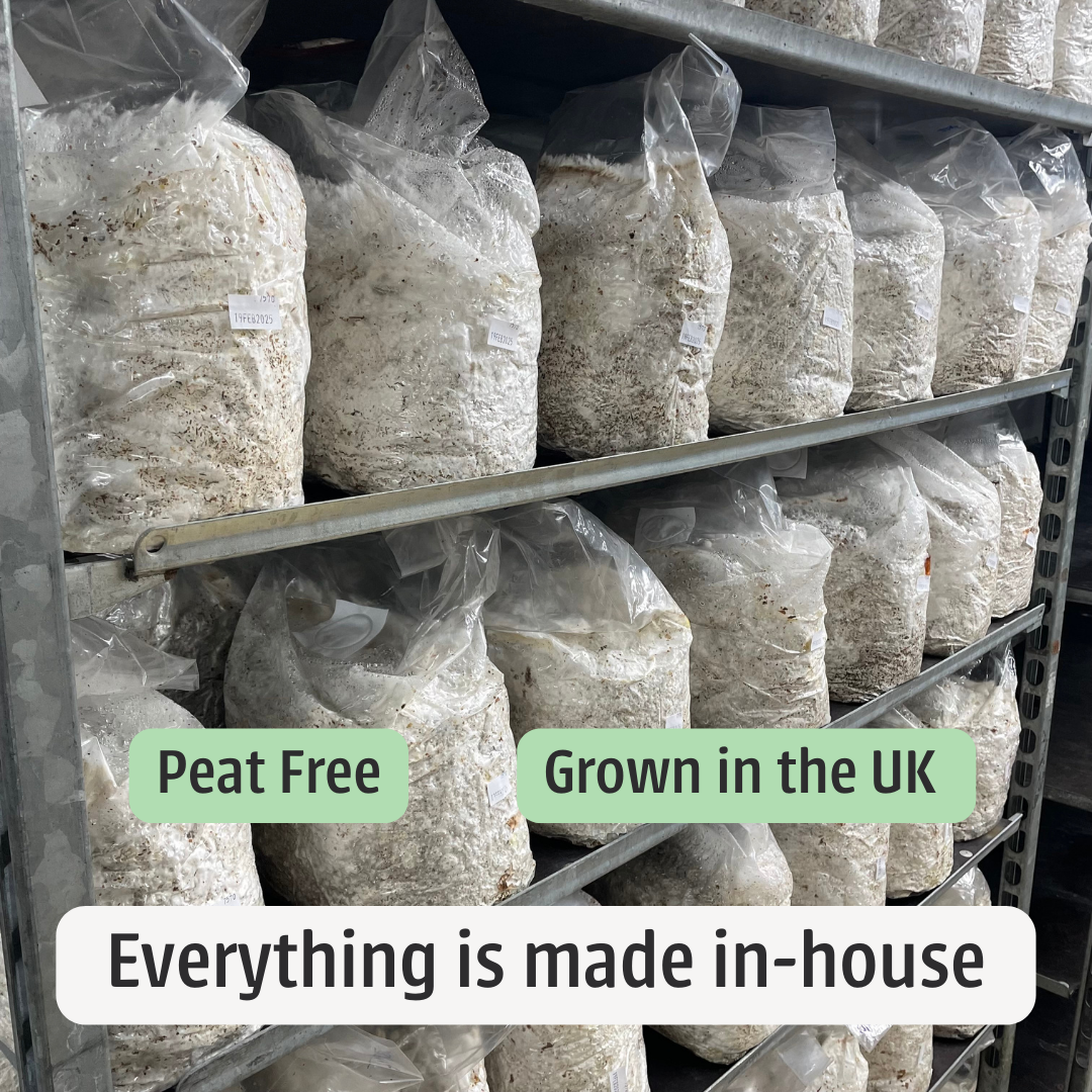 Lions Mane Subscription