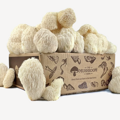 Lion’s Mane Feast Box