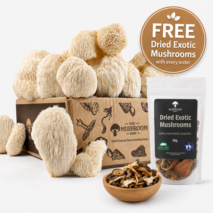 Lion's Mane + FREE Mixed Dried