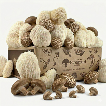 Lion’s Mane Feast Box