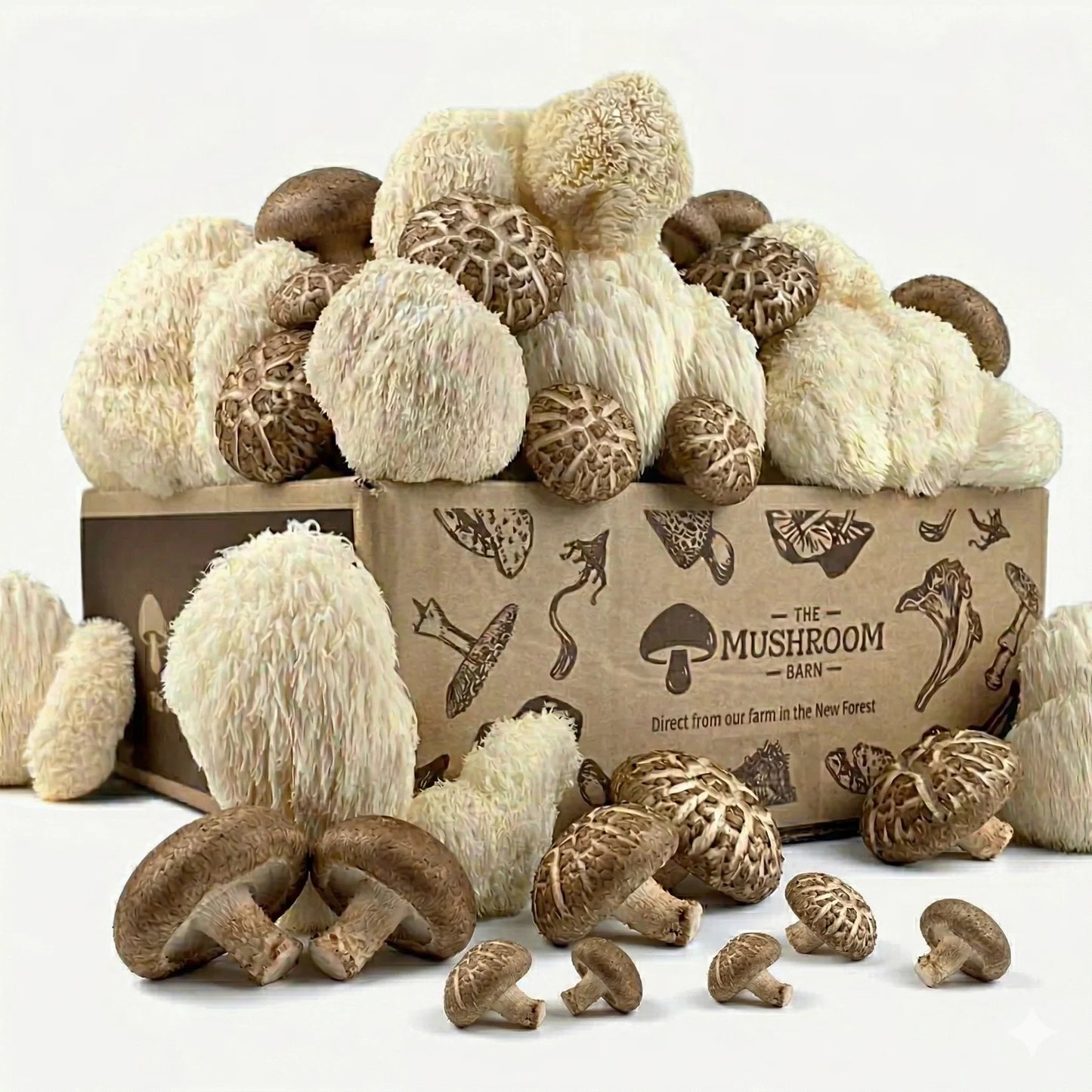 Lion's Mane Feast Box