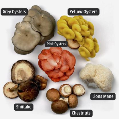 The Classic Mushroom Mix