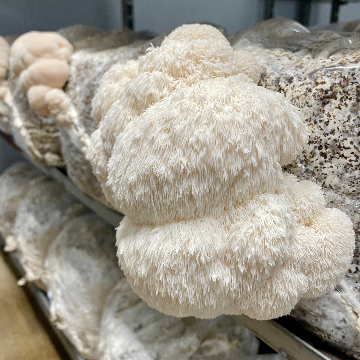 Lion's Mane + FREE Mixed Dried