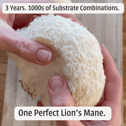 Lions Mane Feast Box