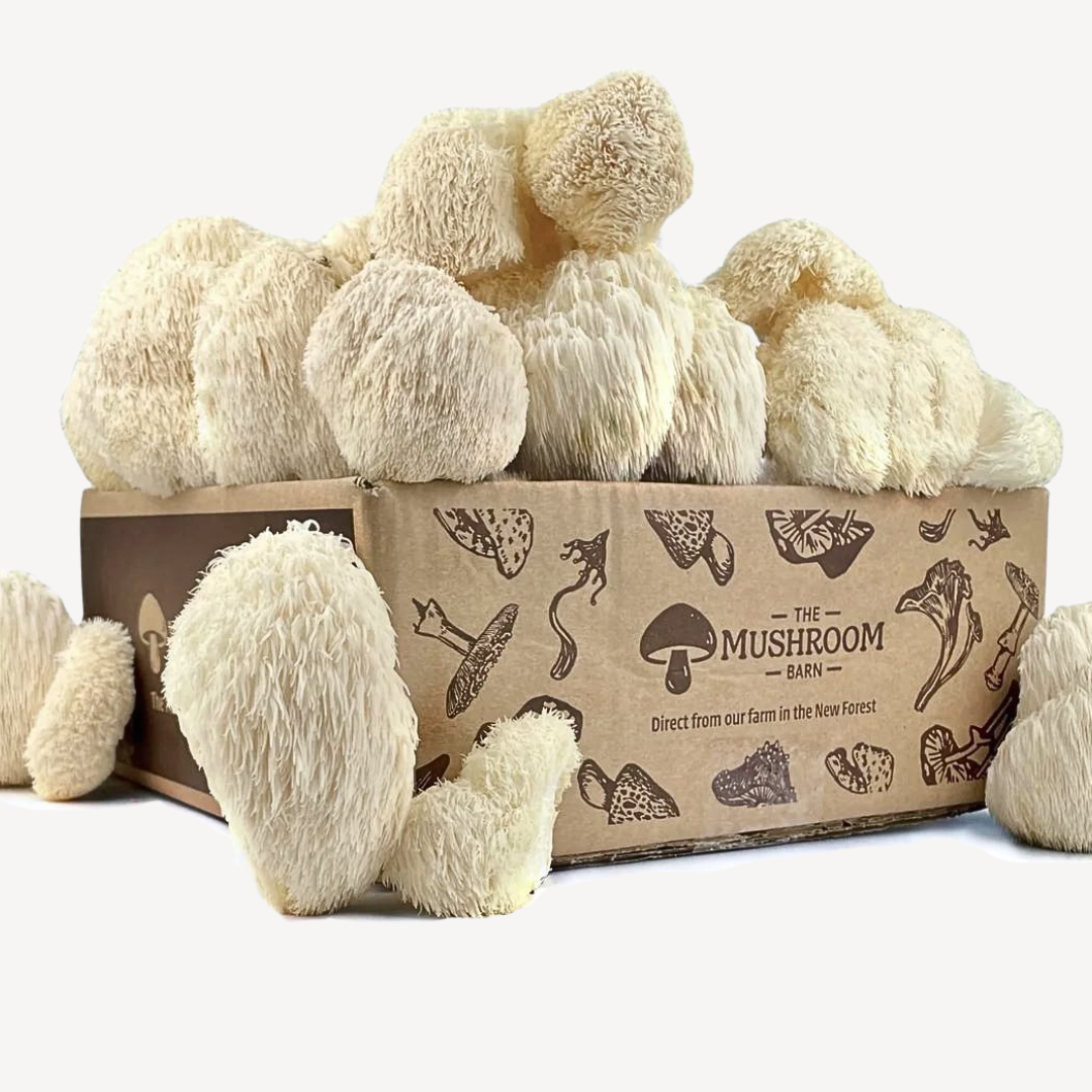 Lions Mane Feast Box