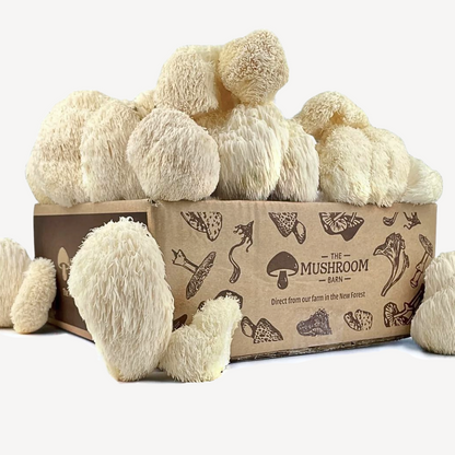 Lions Mane Feast Box