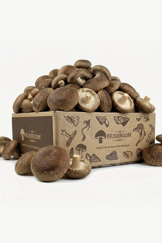 Shiitake Feast Box