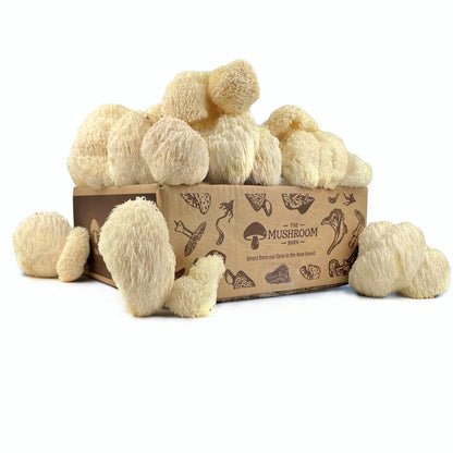 Lion's Mane Box