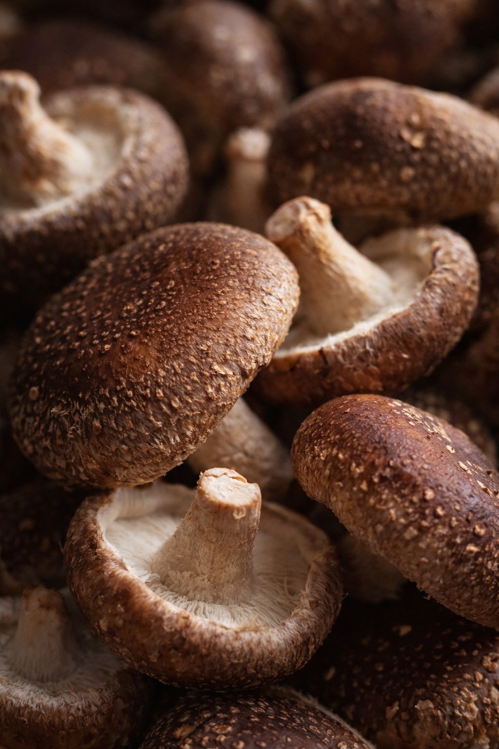 Shiitake Feast Box