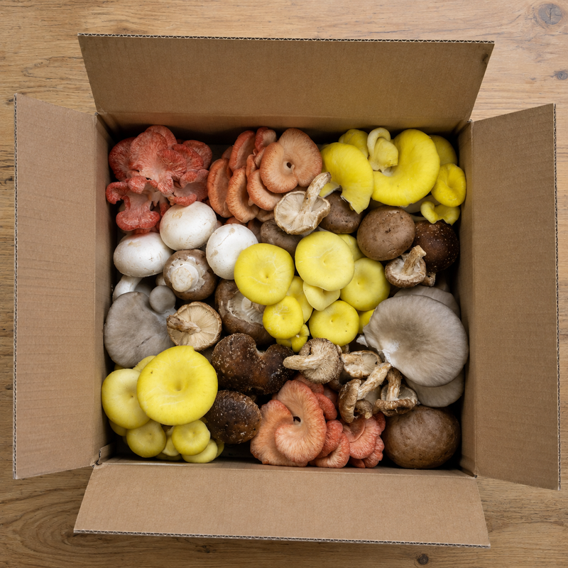 Overhead view of the open Classic Mix box