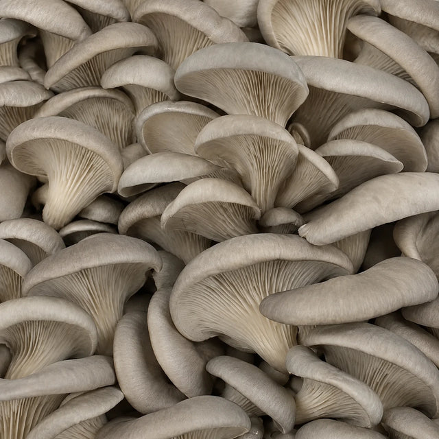 Grey oyster mushrooms