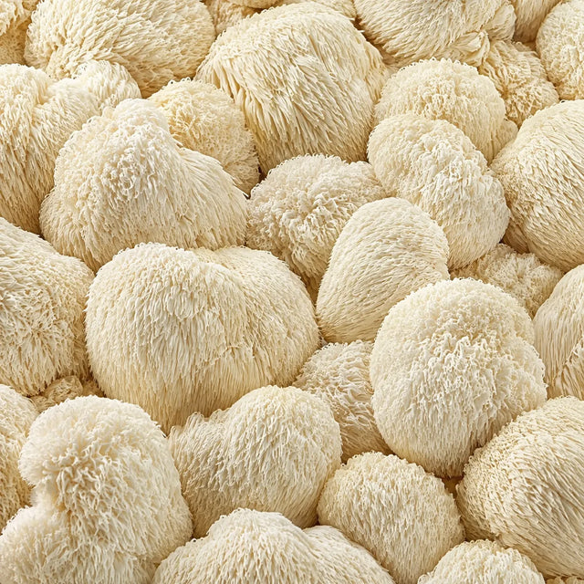 Fresh Lion's Mane mushrooms
