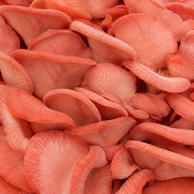 Pink oyster mushrooms