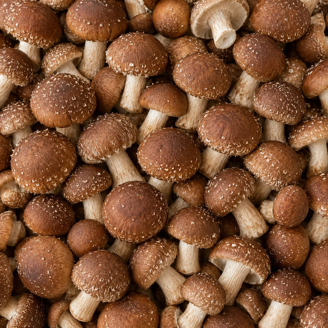 Wild chestnut mushrooms