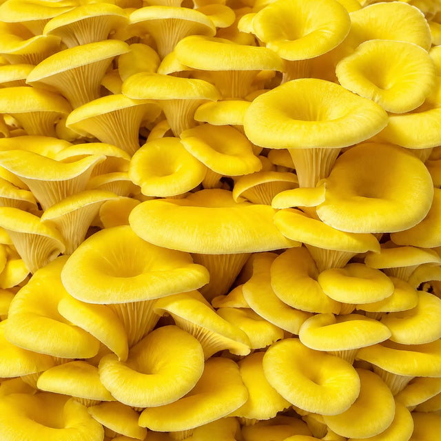 Yellow oyster mushrooms